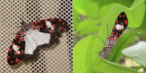 Utetheisa elata